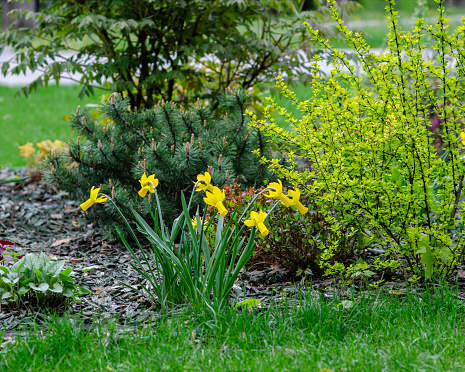 elegant beauty in every detail of a daffodil growing in a flowerbed .