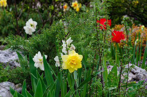 elegant beauty in every detail of a daffodil growing in a flowerbed .