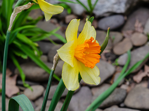 elegant beauty in every detail of a daffodil growing in a flowerbed close-up.