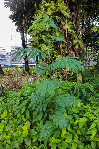 a close up of leucaena leucochepala plant