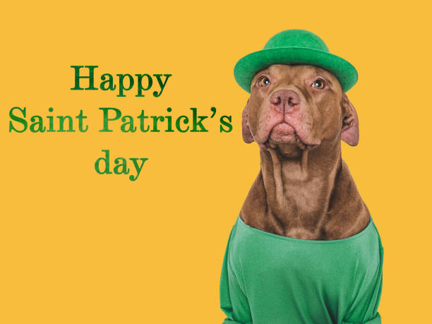 happy st. patrick's day. lovable, pretty puppy - 16324 뉴스 사진 이미지