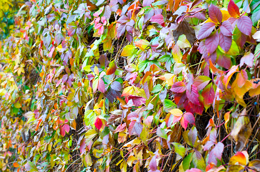 Thuringia, Germany: Colorful leafs of Virginia creeper.