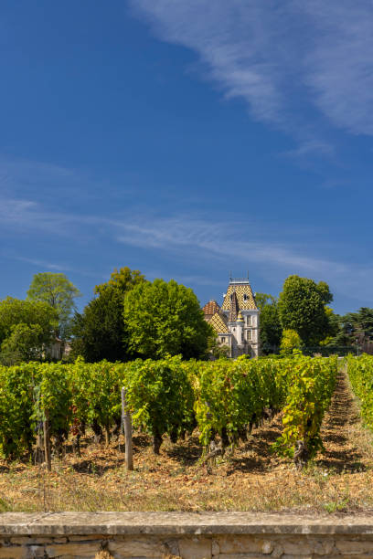 typical vineyards near aloxe-corton, cote de nuits, burgundy, france - côte d'or zdjęcia i obrazy z banku zdjęć