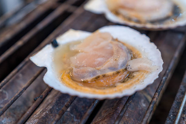grilled scallops shell with Cheese and garlic. Cooked scallops with melted butter.