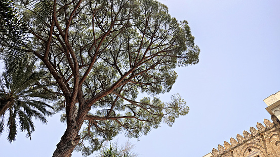 centuries-old tree in the garden park of Palazzo dei Normanni in Palermo