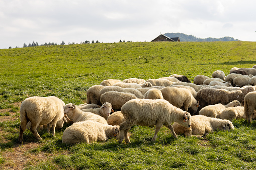 Sheeps in a meadow on green grass. Flock of sheep grazing in a hill. European mountains traditional shepherding in high-altitude fields