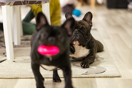 Joyful playtime captured as two charming French Bulldogs frolic together in a snug living space.