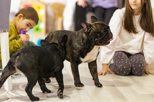 A brother and sister having a delightful time playing with their adorable French Bulldogs indoors.