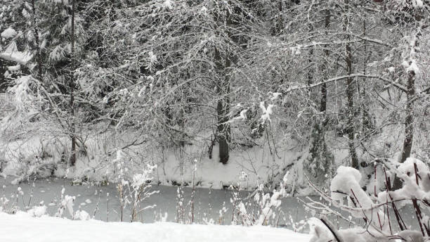 Fresh snow covers forest and pathway