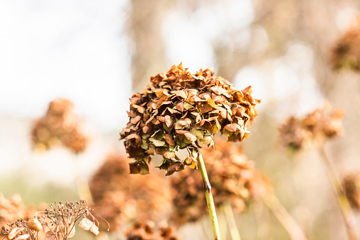 Hydrangea dried outdoors in sunlight. Hydrangea.