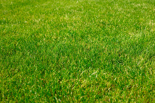 Green sheared groomed lawn, texture of a green grass. Abstract natural background with selective focus