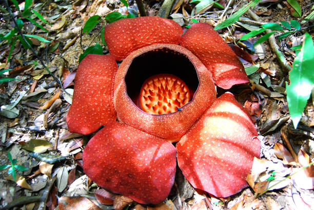 istock Rafflesia kerri is the biggest flower 1995639333
