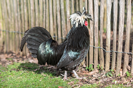 A Polish hen with a crest on her head walking in the garden.
