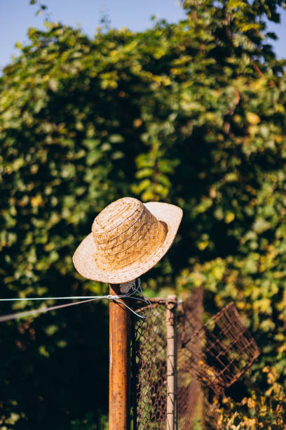 A straw hat hangs on a fence near vineyard