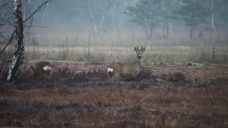 Deers looking for food on a foggy morning in a reedy area with the forest in the background