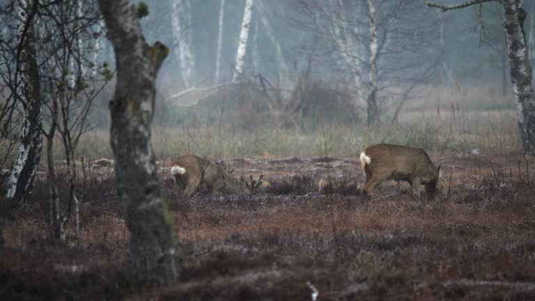 Deers look for food in the front of a foggy forest in a reedy area. Its a nature reserve in Wetzikon.