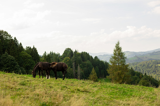 Beautiful brown horses grazing in a meadow in summer