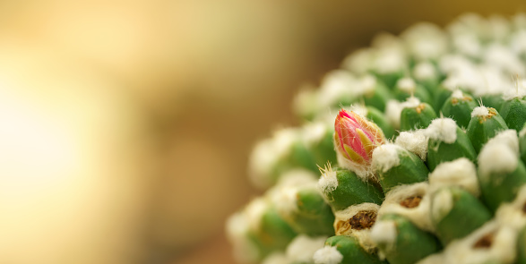 A close up of white flowers in bloom on a saguaro cactus in the Sonoran Desert region of Arizona in late May and the bees pollinating the plant.  Image illustrated various stages of the bloom; new, in bloom, and past.