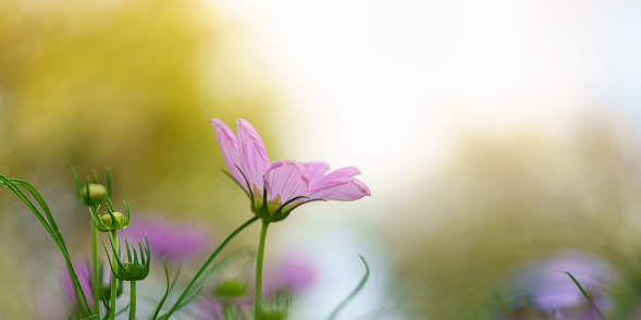 Closeup of pink Cosmos flower with sky under sunlight with copy space  background natural green plants landscape, ecology wallpaper cover page concept.