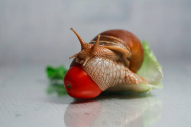 Small snail on tomato in Arkansas, USA