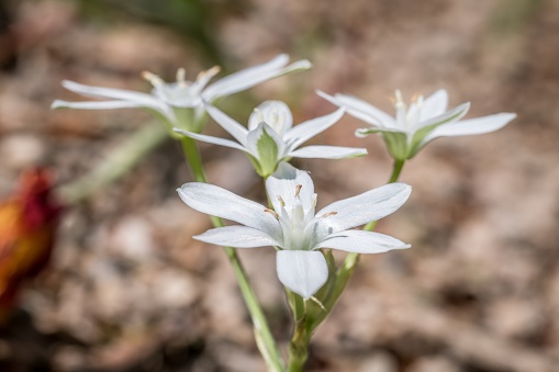 Close-up of an umbel milk star plant flower in a rock garden in a park, Germany