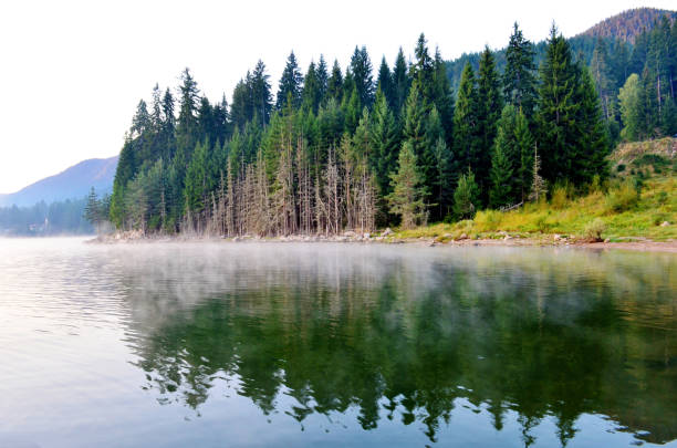 Lake with Pine trees and morning  fog