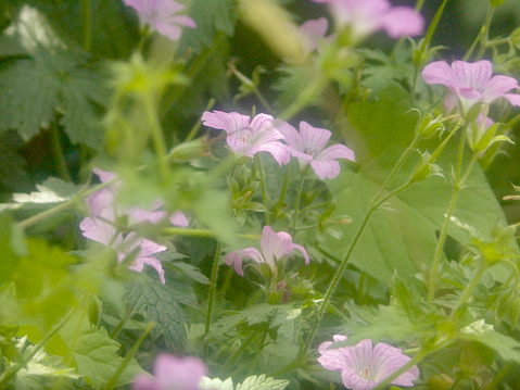 Wild geranium flowers seen through grasses