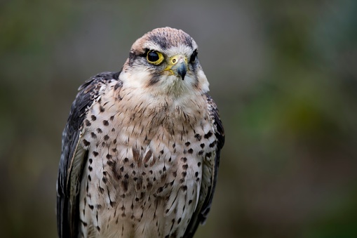 A hybrid of a Gyr and a Saker Falcon.