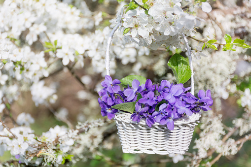 Bouquet of purple violets in basket
