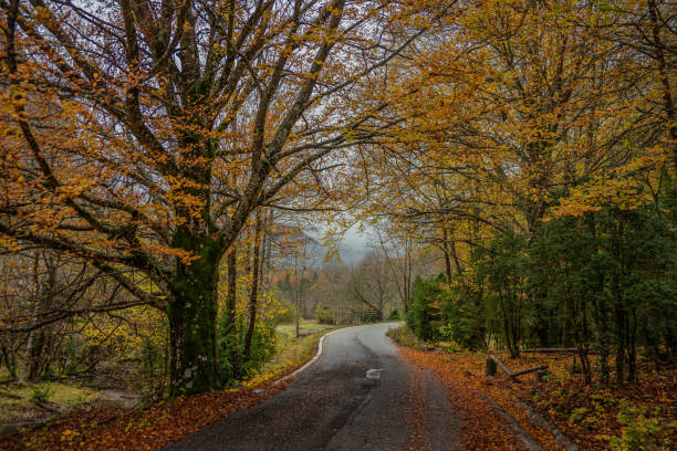 old road autumn - treetop winding road light beam road stock-fotos und bilder