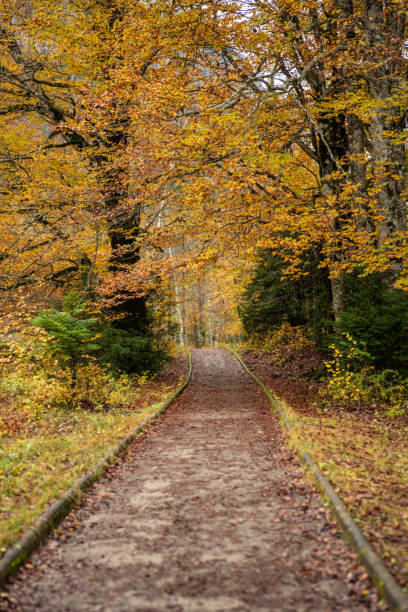 old road autumn - treetop winding road light beam road stock-fotos und bilder