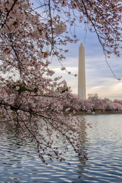 istock Cherry blossoms along the Tidal Basin 1995712220
