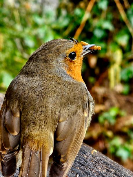 istock Robin with a mealworm detailed closeup bird 1995714787