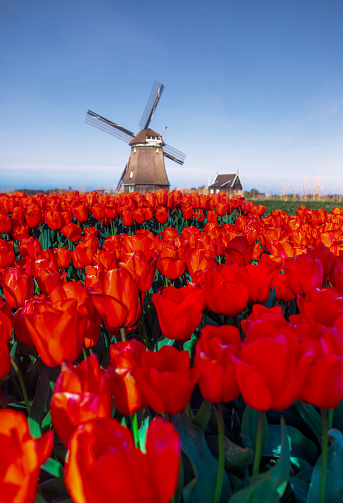 A breathtaking scene unfolds in the Netherlands as vibrant red tulip fields stretch out before iconic Dutch windmills, creating a stunning contrast against the cloudy sky. This picturesque landscape embodies the essence of springtime in Holland, where nature's beauty and cultural heritage converge in a harmonious display of color and tradition.