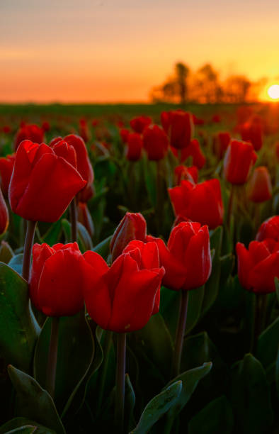 istock Tulip field at sunset 1995716866