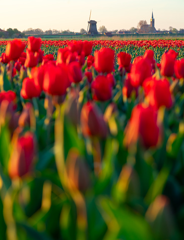 A breathtaking scene unfolds in the Netherlands as vibrant red tulip fields stretch out before iconic Dutch windmills, creating a stunning contrast against the cloudy sky. This picturesque landscape embodies the essence of springtime in Holland, where nature's beauty and cultural heritage converge in a harmonious display of color and tradition.