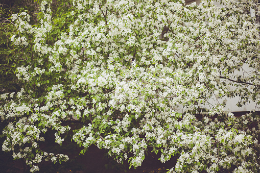 A stunning image of a white flowering tree in full bloom. The delicate petals create a beautiful display, complemented by soft, natural light. Perfect for backgrounds, textures, or illustrations.