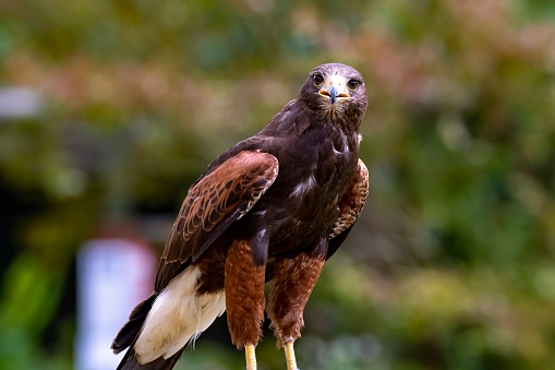The Harris's Hawk (Parabuteo unicinctus), formerly known as the Bay-Winged Hawk, Dusky Hawk, and Wolf Hawk.