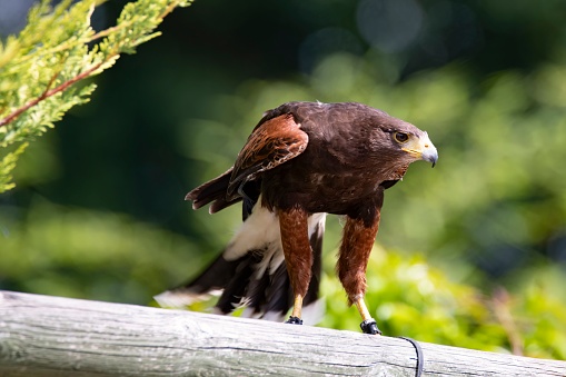 The Harris's Hawk (Parabuteo unicinctus), formerly known as the Bay-Winged Hawk, Dusky Hawk, and Wolf Hawk.