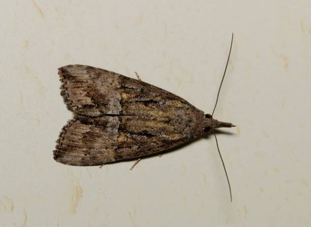 istock Green Cloverworm Moth (Hypena scabra) isolated on an exterior wall in Houston, TX. 1995730611