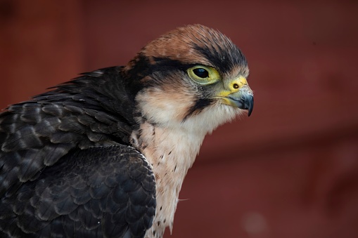 Falcon in close up
