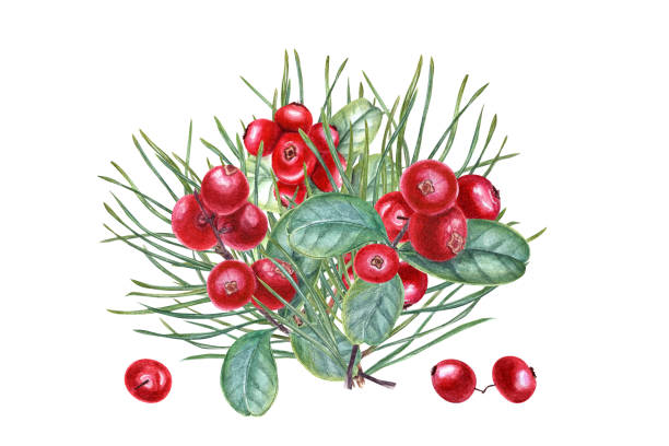 ilustrações, clipart, desenhos animados e ícones de ramos de pinheiro e suculentos cranberries vermelhos. bagas do pântano da floresta com galhos perenes. ilustração em aquarela isolada no branco. para o design de convites, saudações, cartazes publicitários - pine tree forest summer evergreen tree