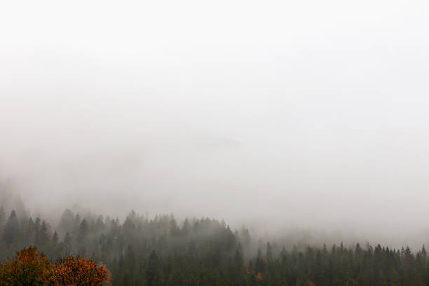 Breath of mountains Carpathian mountains in morning fog. Mystical background for your design. Ecology, travel and tourism, nature and natural