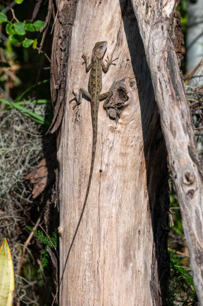 istock Garden lizard resting on a tree trunk, warming up in the early morning sun, Riambel, Mauritius 1995753845