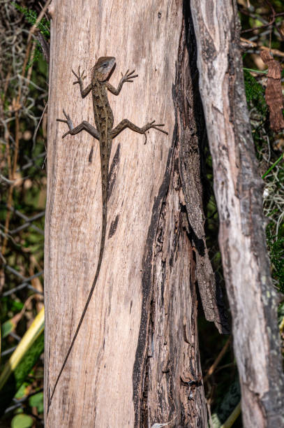 istock Garden lizard resting on a tree trunk, warming up in the early morning sun, Riambel, Mauritius 1995754145