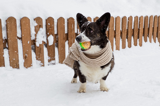 Dog. Welsh corgi Pembroke. A purebred dog in a scarf with a toy. Dog walking. Pets.
