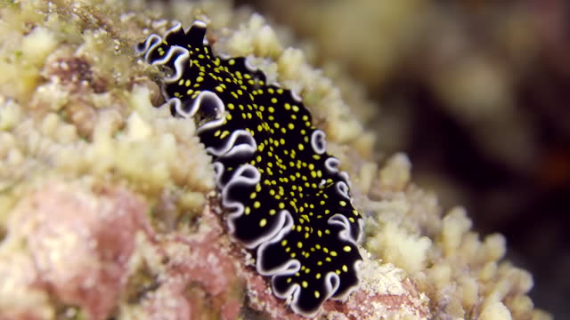 A colorful sea worm underwater. A close-up of beautiful flatworm Thysanozoon sp. crawling at the bottom of the sea.