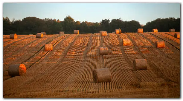 Haybales in the early morning sunshine