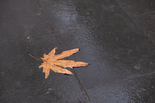 Autumn. Yellowed sycamore tree leaves on concrete parquet floor.