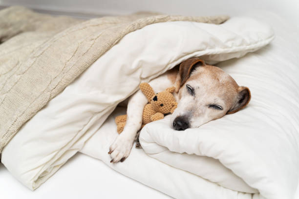 Sleeping dog face cuddling with bear toy